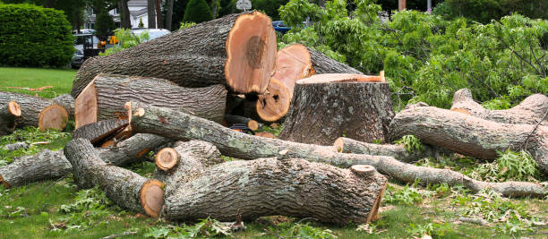Tree and Shrub Care in Bethany, MO